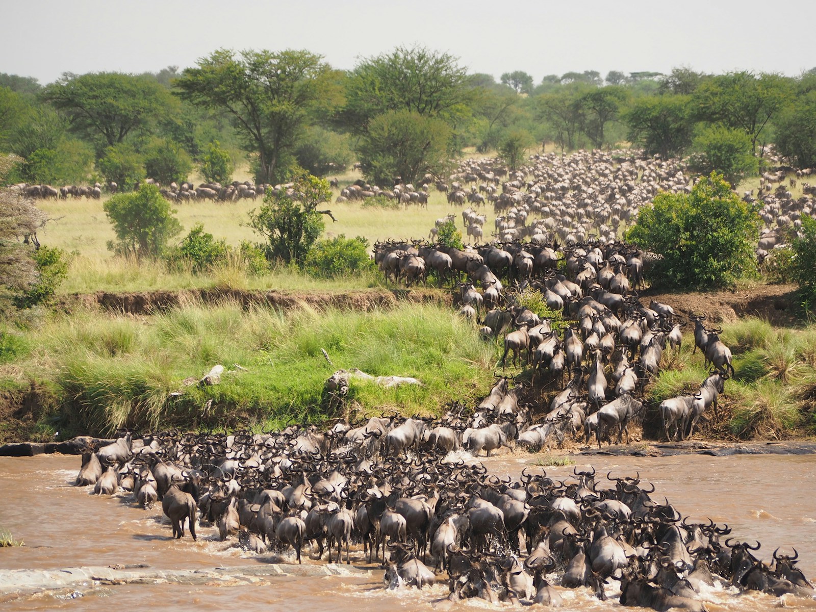 Tanzania Great Migration Safaris 3 herd of bulls