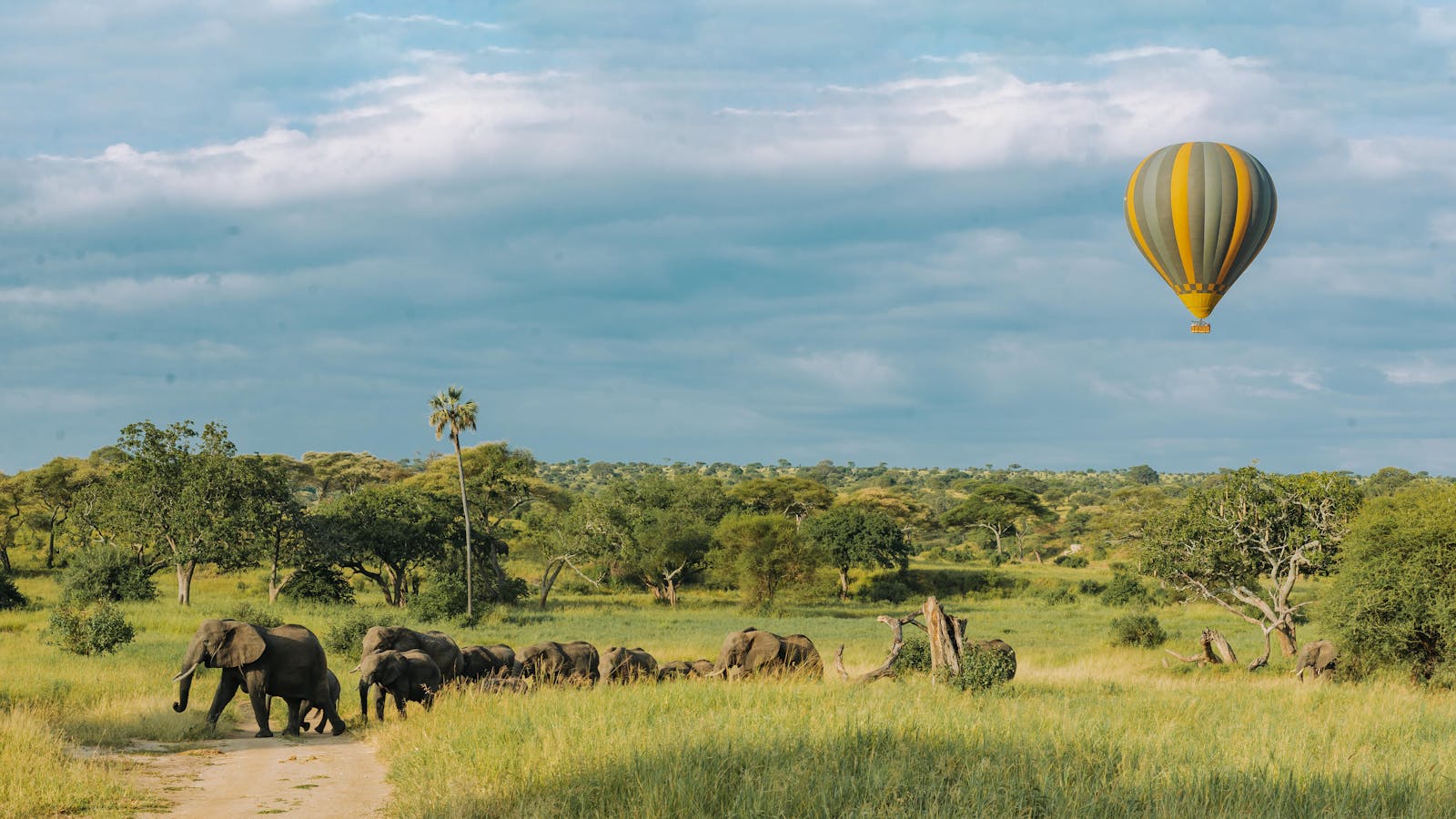 Safari Tips and Advice 3 Herd of African Elephants on the Savannah and a Hot Air Balloon Flying Above Them
