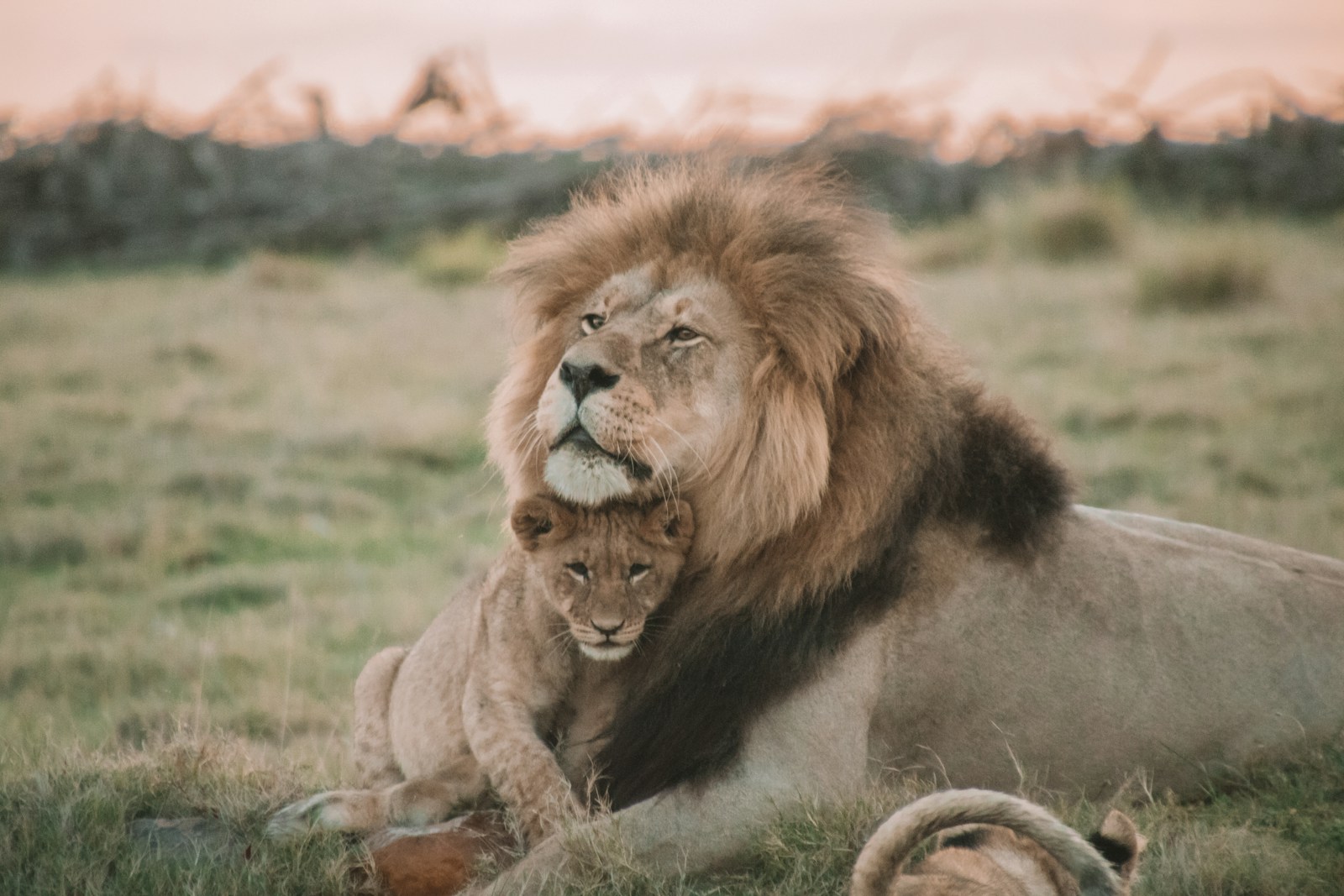 Tanzania Big 5 Safaris and Adventure 3 brown lion lying on green grass during daytime