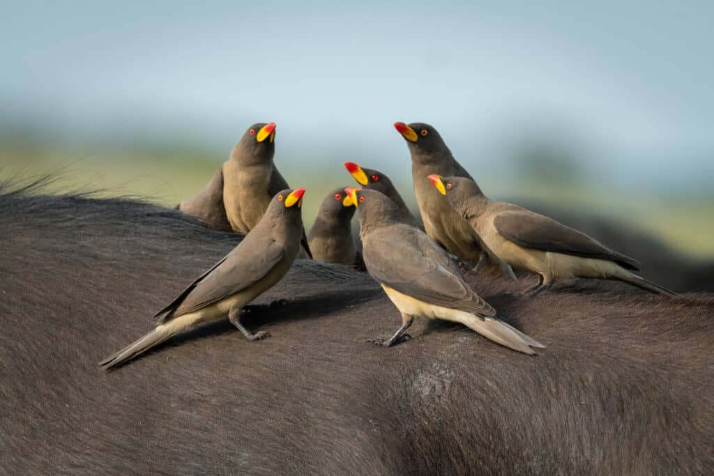 Tanzania Bird Watching Safaris 3 Oxtick 2 1024x683 1