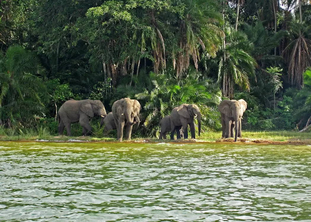 Rubondo National Park 3 elephants on rubondo island lake victoria