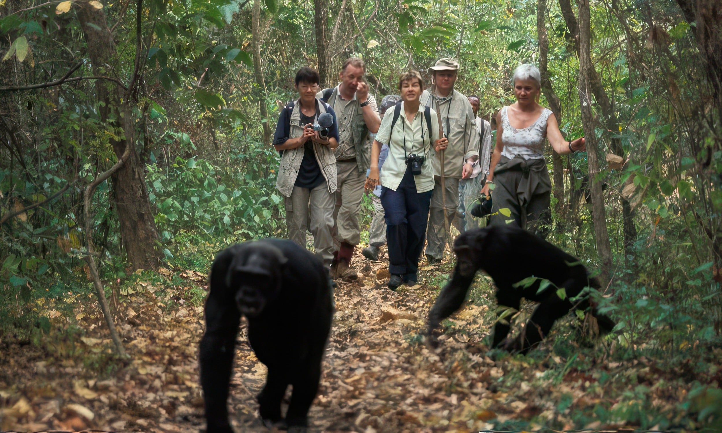 Gombe Stream National Park 3 exploring chimpanzee tracking at gombe stream national park