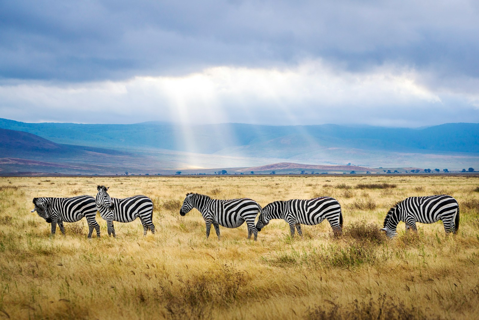 Ngorongoro Crater 3 five black and white zebras